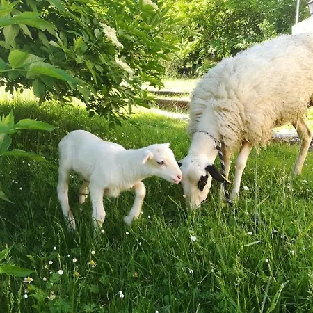 Ferme De Lacassagne Lantgård *